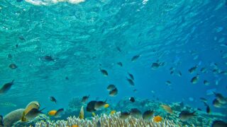 デジタルビデオカメラ「アクションカム」について