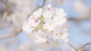 撮影時の光の当たり方と性質について