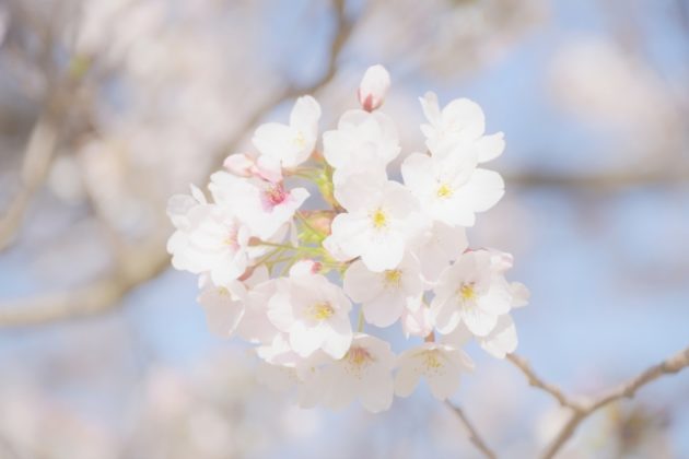 撮影時の光の当たり方と性質について