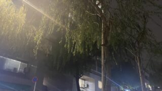 弊社からほど近い風情がある街並み~新宿御苑のシダレヤナギについて