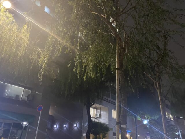 弊社からほど近い風情がある街並み～新宿御苑のシダレヤナギについて