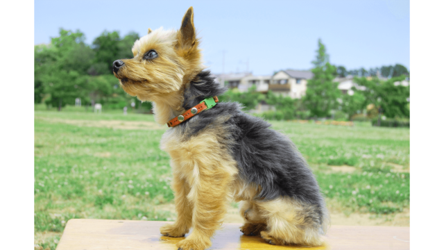 Photoshopを使用した画像加工～調整レイヤーやフィルターの効果的な使い方