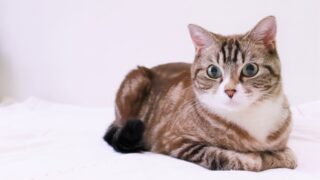 PhotoShopを使用した被写体の切り抜きや画像合成について